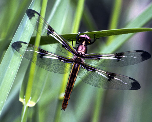 DragonFly